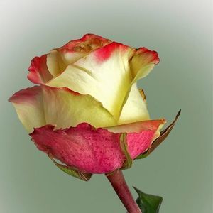 Meet your Posher, Deborah